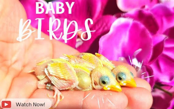 HOW TO SUCCESFULLY BREED FINCHES IN CAPTIVITY – Paradise Aviary Exotics