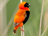 Red Bishop weaver