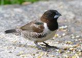 Bronze Winged Mannikin