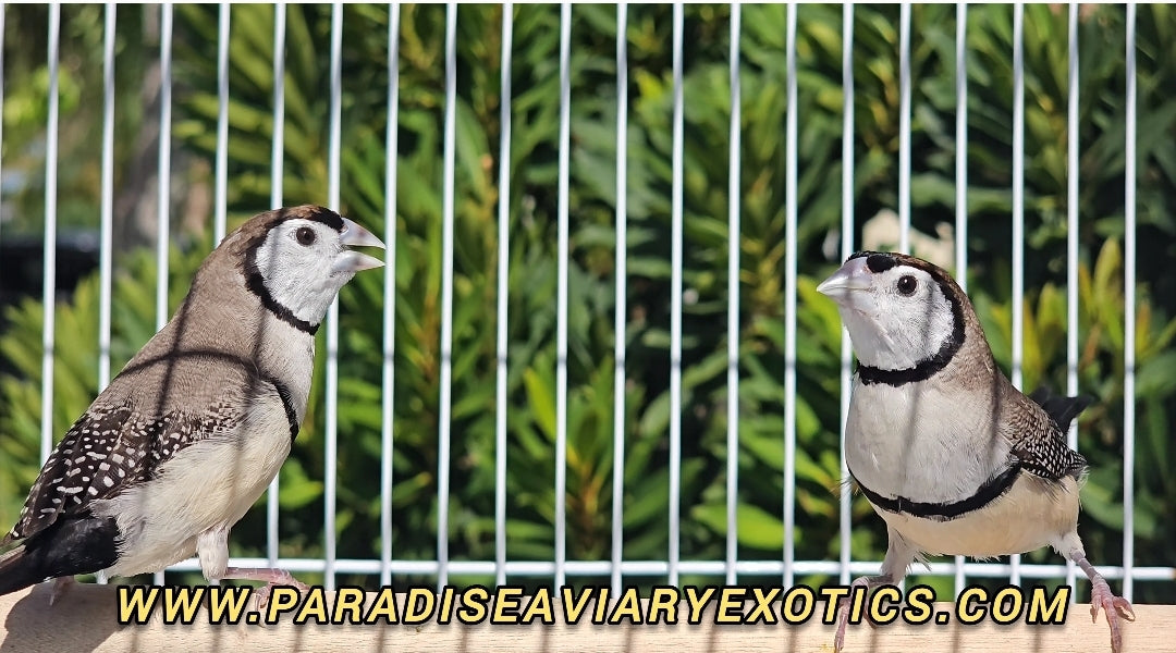 Owl Finches Normal – Paradise Aviary Exotics