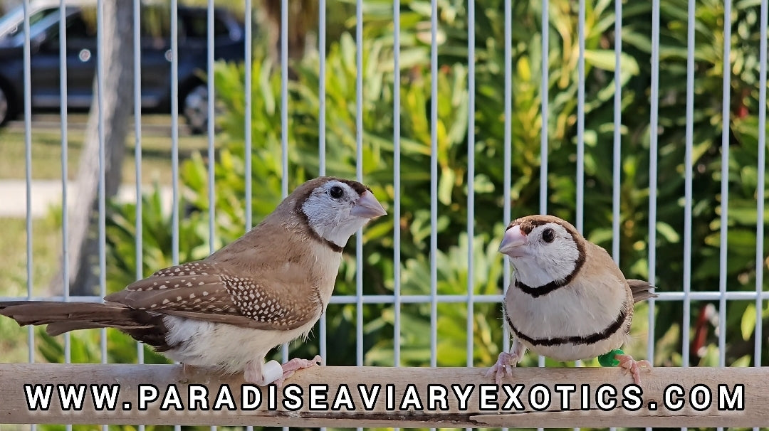 Owl Finches Fawn Mutation – Paradise Aviary Exotics