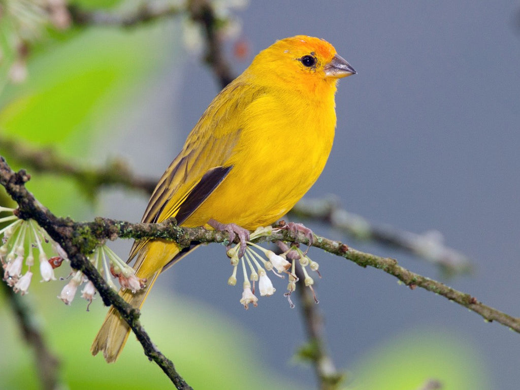 Exploring the Colorful History of Imported Finches in the United States