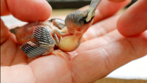 A Guide to Hand Feeding Baby Birds: Nurturing Feathered Friends