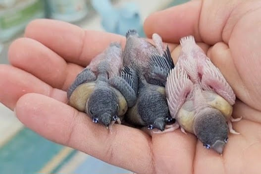 Breeding Finches: Cage vs. Outdoor Aviary - Choosing the Right Environ ...