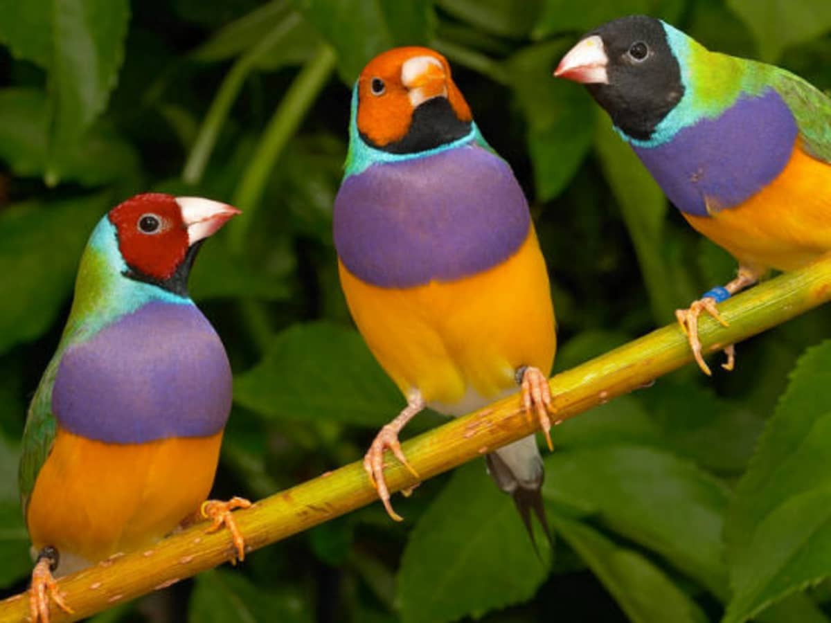 Colorful Finch The Spectacular Gouldian Finch: Nature's Colorful Masterpiece ...