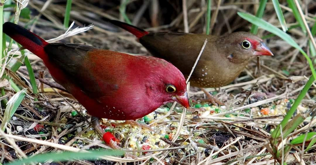 The Red Billed Fire Finch