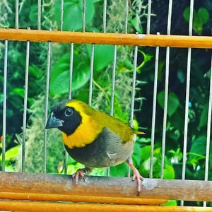 The Cuban Grassquit (Phonipara canora)