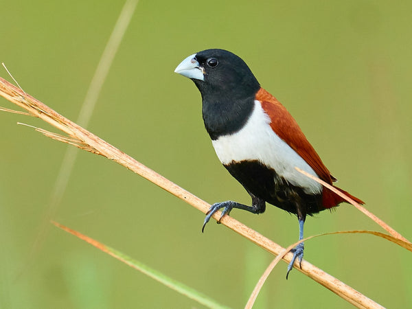 TriColored Munia