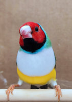 Gouldian Finches / Green