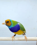 Gouldian Finches / Green