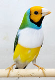 Gouldian Finches / Green