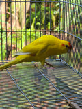Kakariki parrot Cyanoramphus novaezelandiae captive bred for sale
