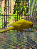 Kakariki parrot Cyanoramphus novaezelandiae captive bred for sale