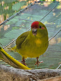 Kakariki parrot Cyanoramphus novaezelandiae captive bred for sale
