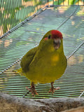Kakariki parrot Cyanoramphus novaezelandiae captive bred for sale
