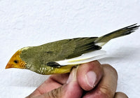 Star Finch / Pied