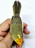 Star Finch / Pied