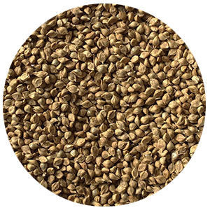 ☆millet☆ Amazon.com : SeedRanch Japanese Millet Seed - 10 Lbs