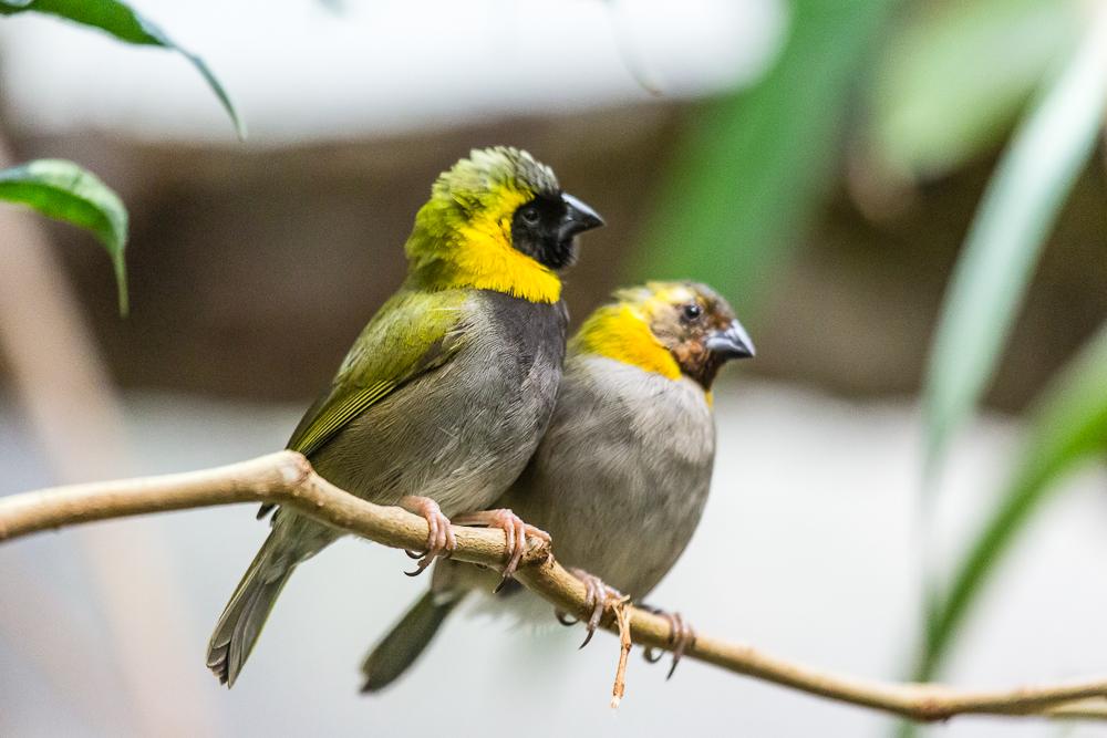 Cuban Melodious Finch – Paradise Aviary Exotics