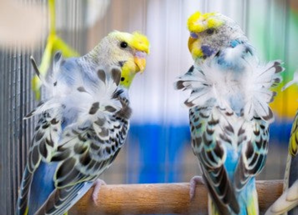 Parakeet – Hagoromo – Helicopter