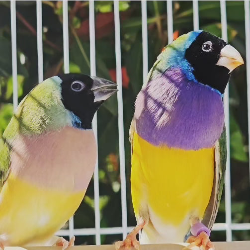 Gouldian Finches / Green – Paradise Aviary Exotics