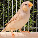 Zebra Finches / Orange Breast Split Triple Orange