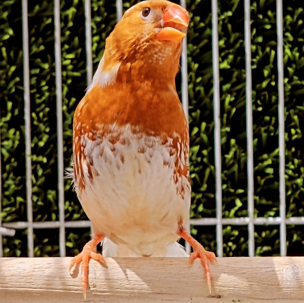 Zebra Finches / Orange Breast Split Triple Orange