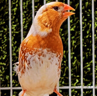 Zebra Finches / Orange Breast Split Triple Orange