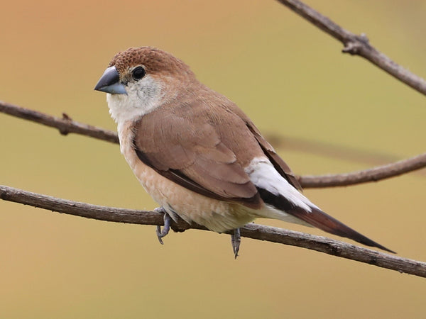 Indian Silverbill