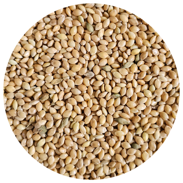 Dove Proso Seed