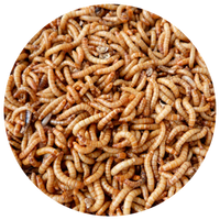 Dried Mealworms