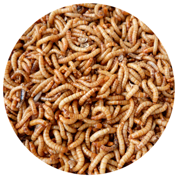 Dried Mealworms