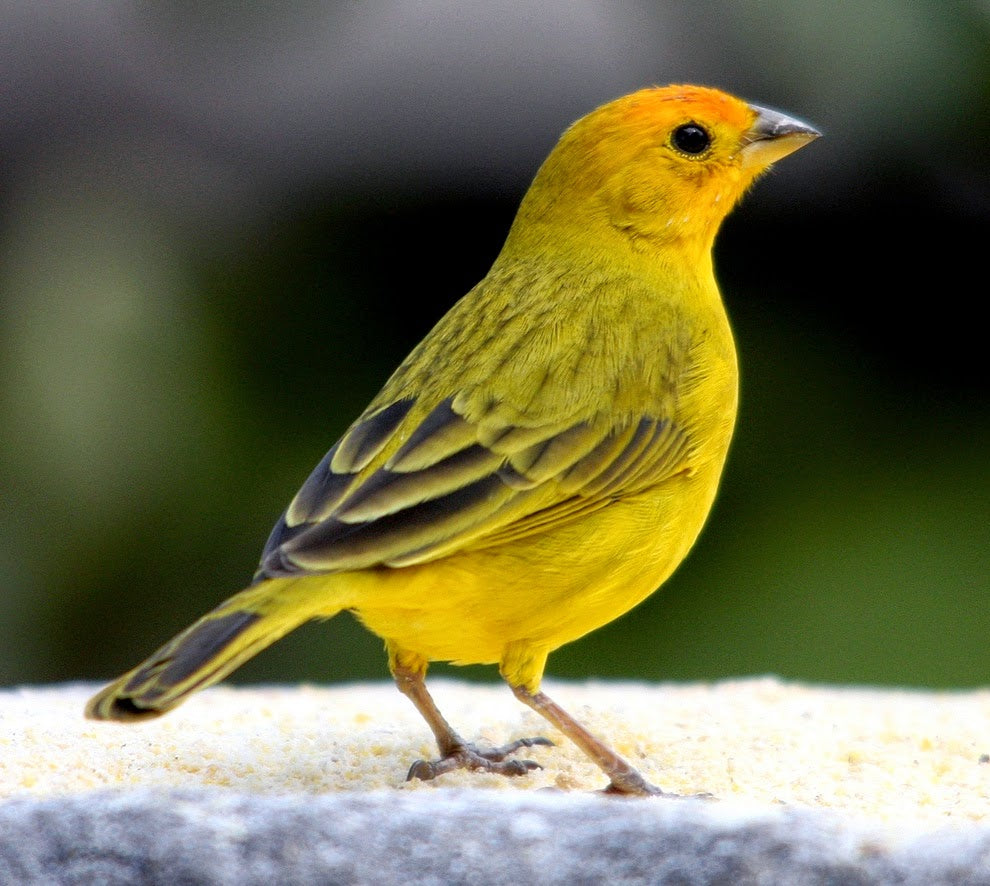 Saffron Finches – Paradise Aviary Exotics