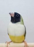 Gouldian Finches / Green