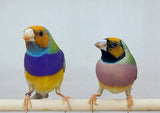 Gouldian Finches / Green