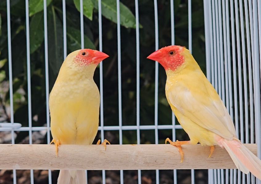 Star Finches / Red Face Yellow Body – Paradise Aviary Exotics