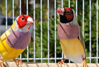 Gouldian finch