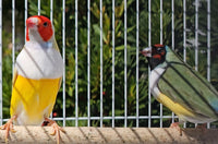 Gouldian finches