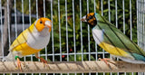 Gouldian finch pair