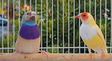 Gouldian Finches Blue / Yellow pair