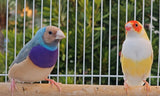 Gouldian Finches Blue / Yellow pair