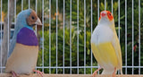 Gouldian Finches Blue / Yellow pair