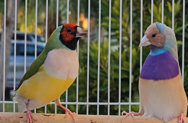 Gouldian Finches Blue / Green pair