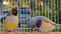 Gouldian Finches Blue / Green pair