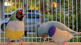 Gouldian Finches Blue / Green pair