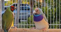 Gouldian Finches Blue / Green pair