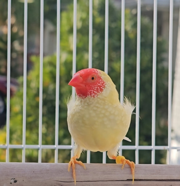 Star Finches Red Face / Cinnamon