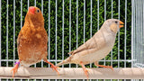 Zebra Finches / Triple Orange