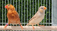 Zebra Finches / Triple Orange