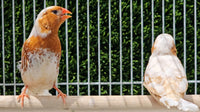 Zebra Finches / Orange Breast Split Triple Orange